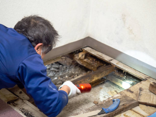 Best Mold Testing  in Seagraves, TX