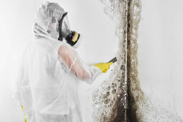 Best Office Mold Removal Services  in Seagraves, TX
