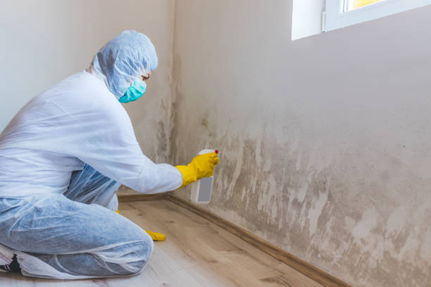 Best Certified Mold Removal  in Seagraves, TX