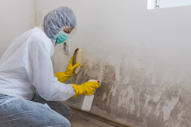 Best Professional Mold Removal  in Seagraves, TX