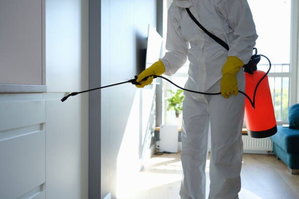 Mold Removal Process in Seagraves, TX
