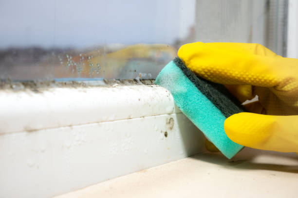 Best Mold Removal Near Me  in Seagraves, TX