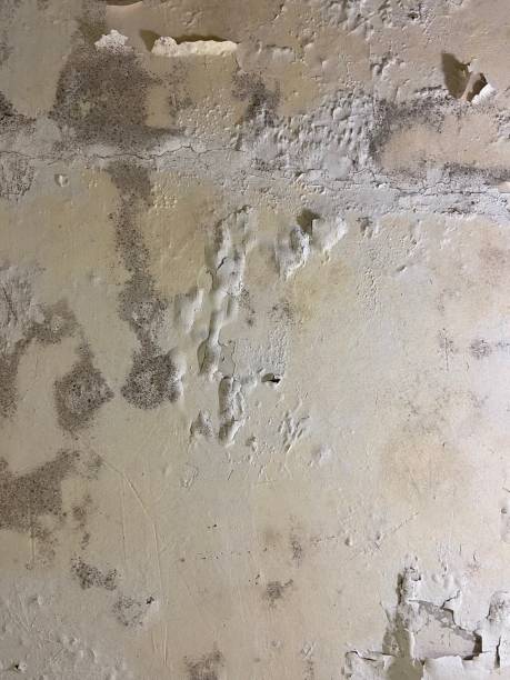 Best Toxic Mold Removal  in Seagraves, TX