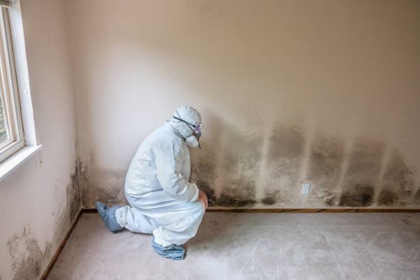 Best Emergency Mold Removal  in Seagraves, TX