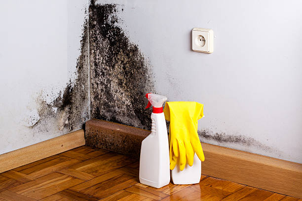 Best Mold Inspection  in Seagraves, TX