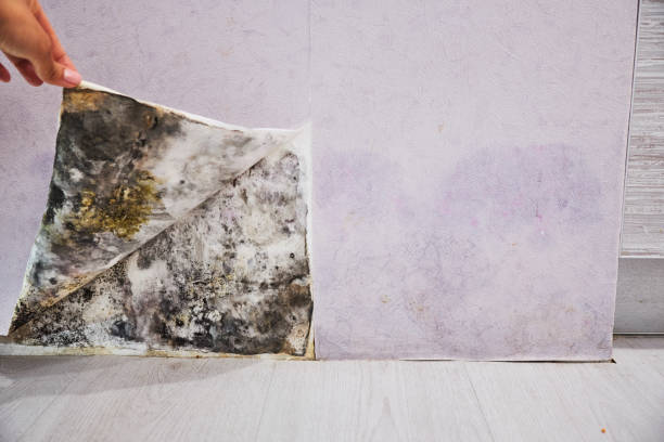 Best Toxic Mold Removal  in Seagraves, TX